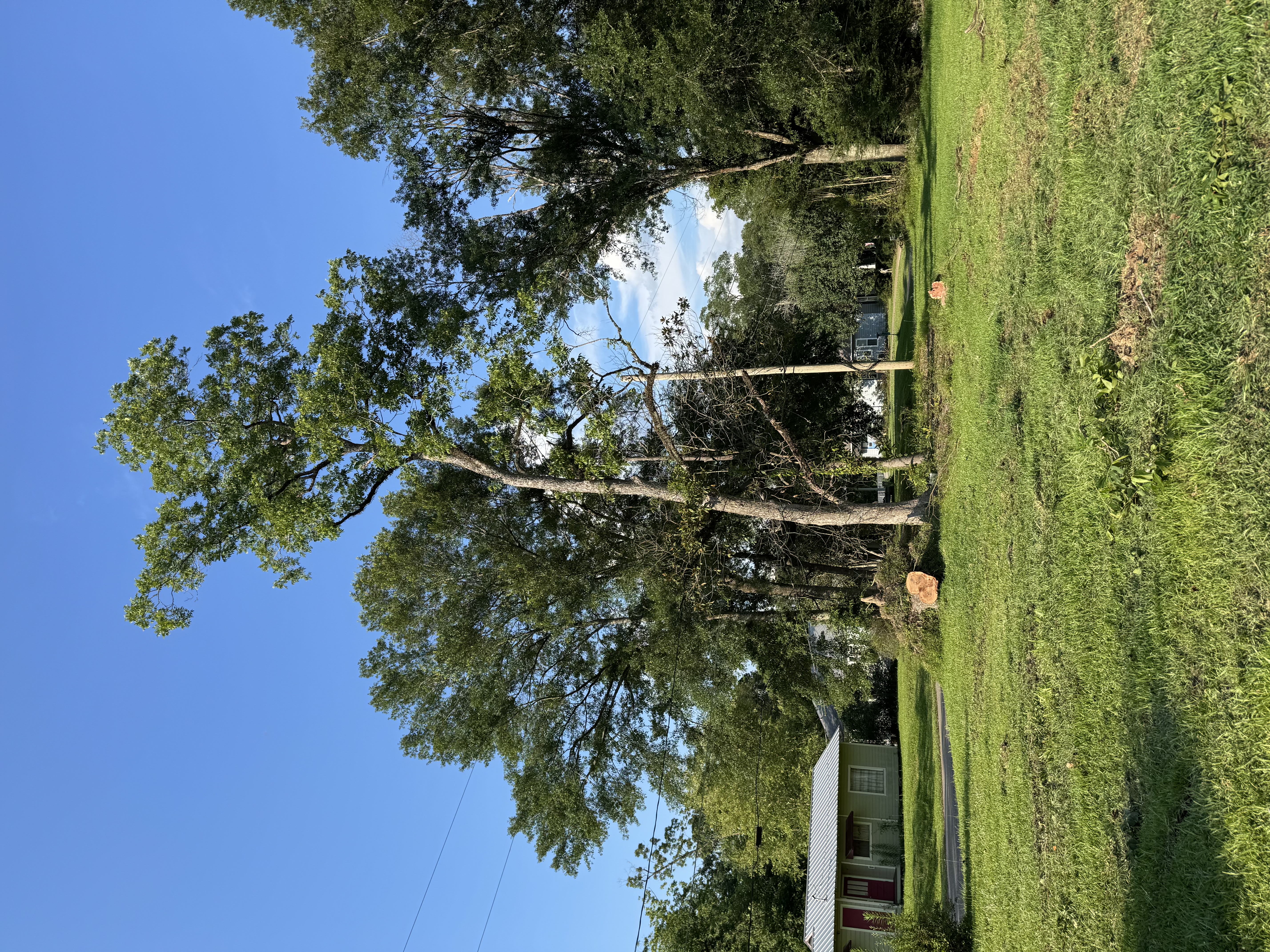 Tree removal project before work