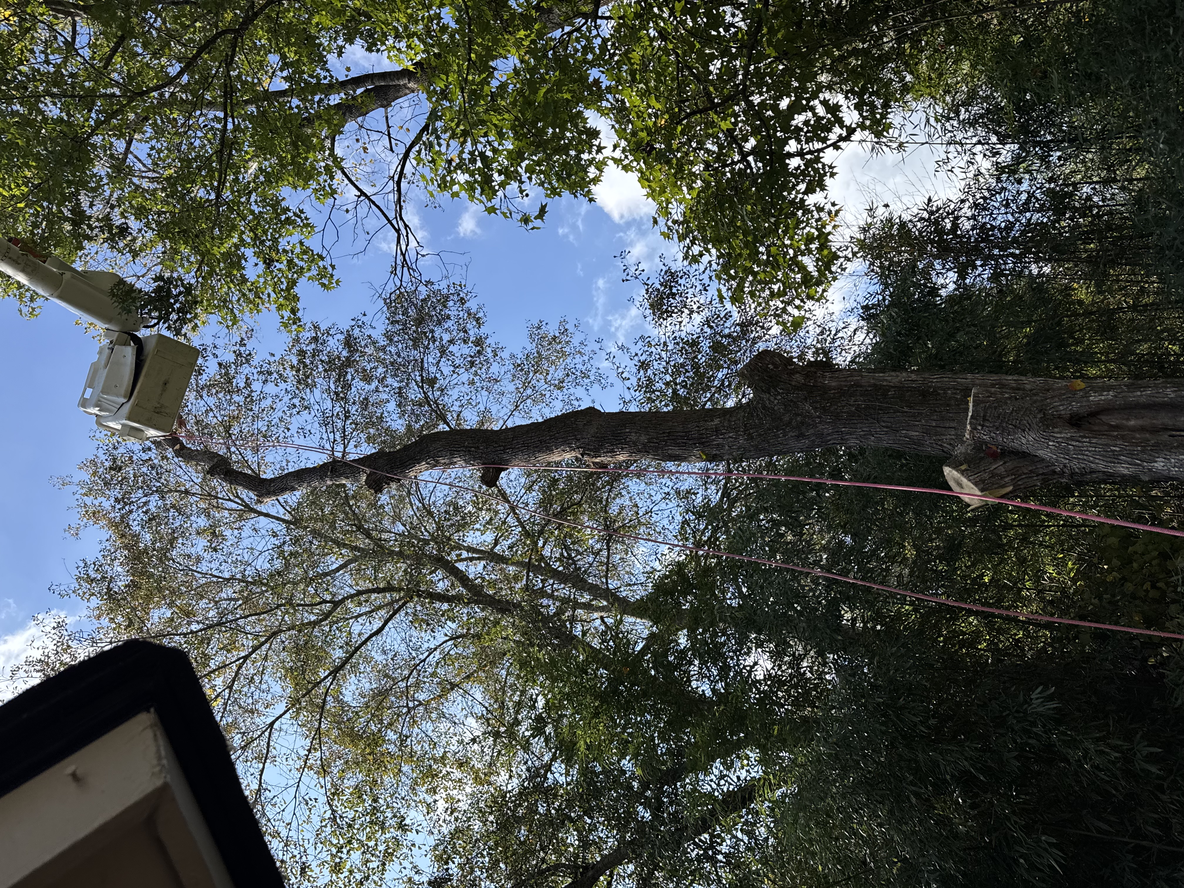 Lot clearing project before work