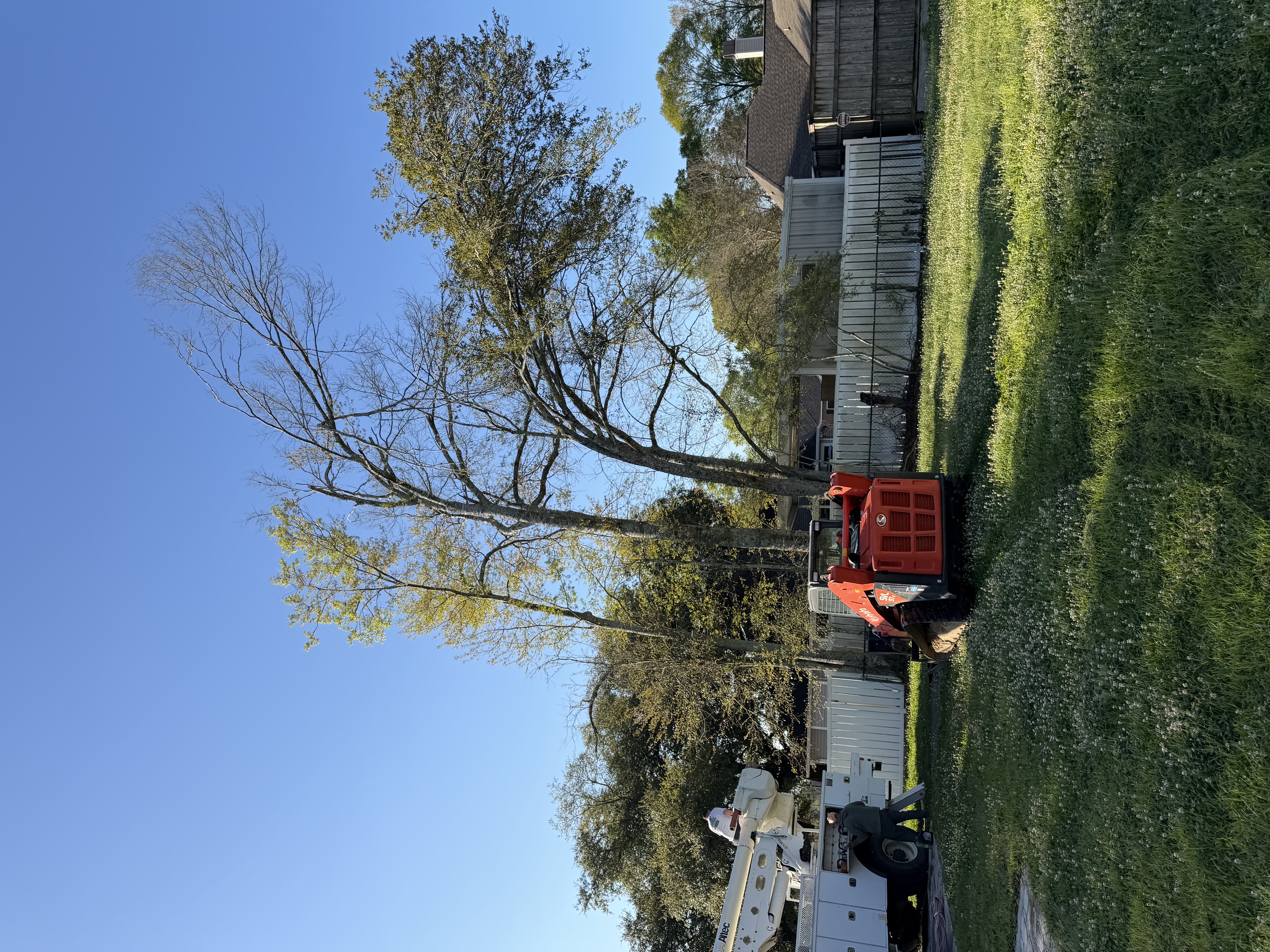 Tree trimming project before work